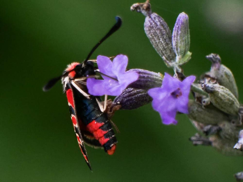 Zygène de la Petite coronille (La) Zygaena fausta (Linnaeus, 1767)