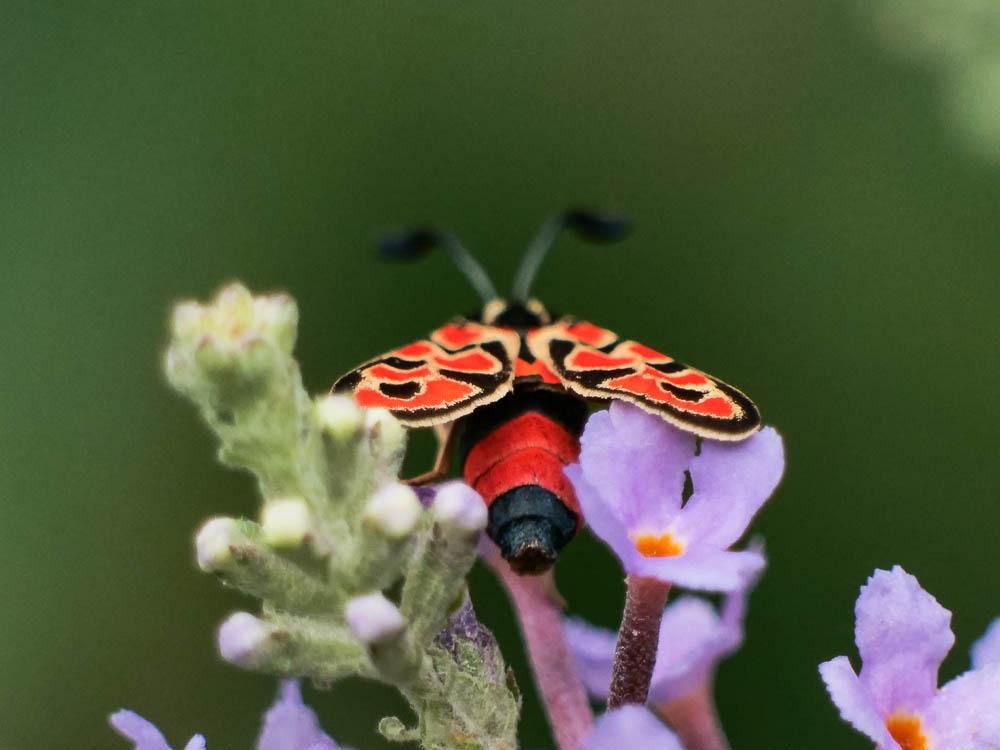 Zygène de la Petite coronille (La) Zygaena fausta (Linnaeus, 1767)