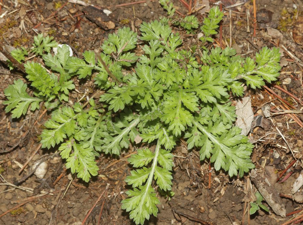 Tanaisie en corymbe, Marguerite en corymbes, Chrys Tanacetum corymbosum (L.) Sch.Bip., 1844