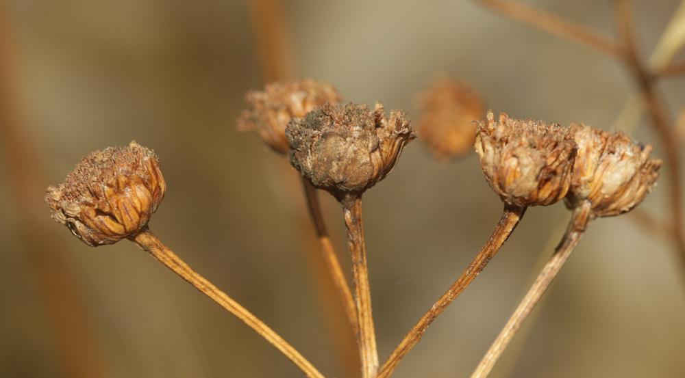 Tanaisie en corymbe, Marguerite en corymbes, Chrys Tanacetum corymbosum (L.) Sch.Bip., 1844