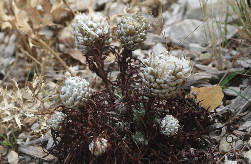 Pomme-de-pin Rhaponticum coniferum (L.) Greuter, 2003