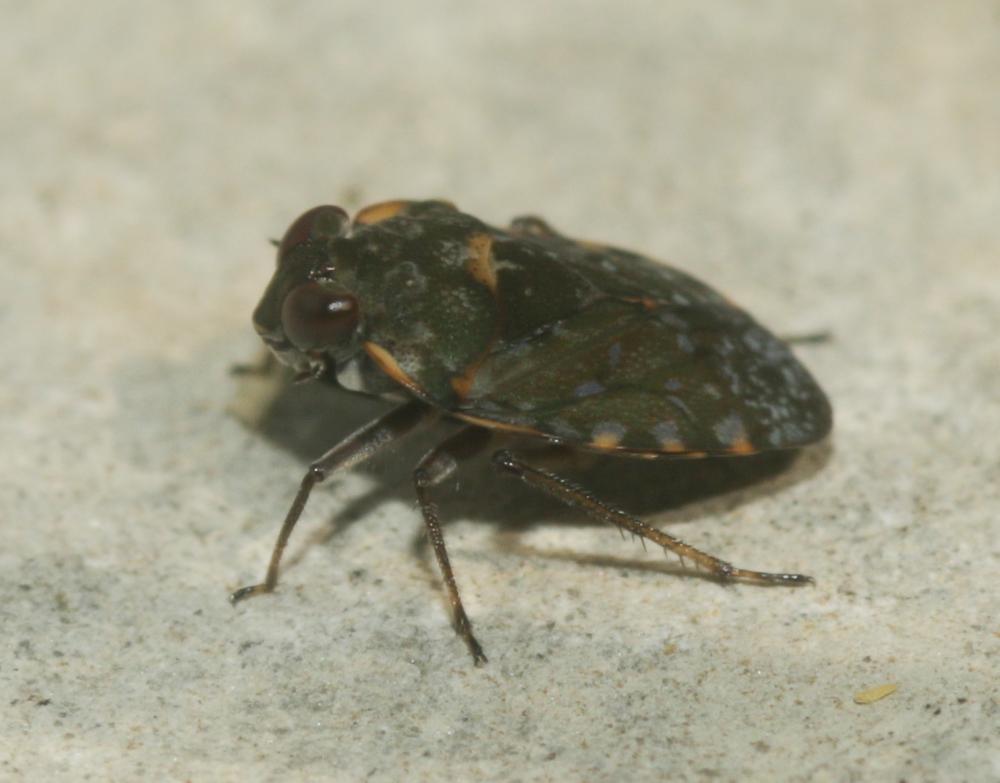 Ochterus marginé Ochterus marginatus (Latreille, 1804)