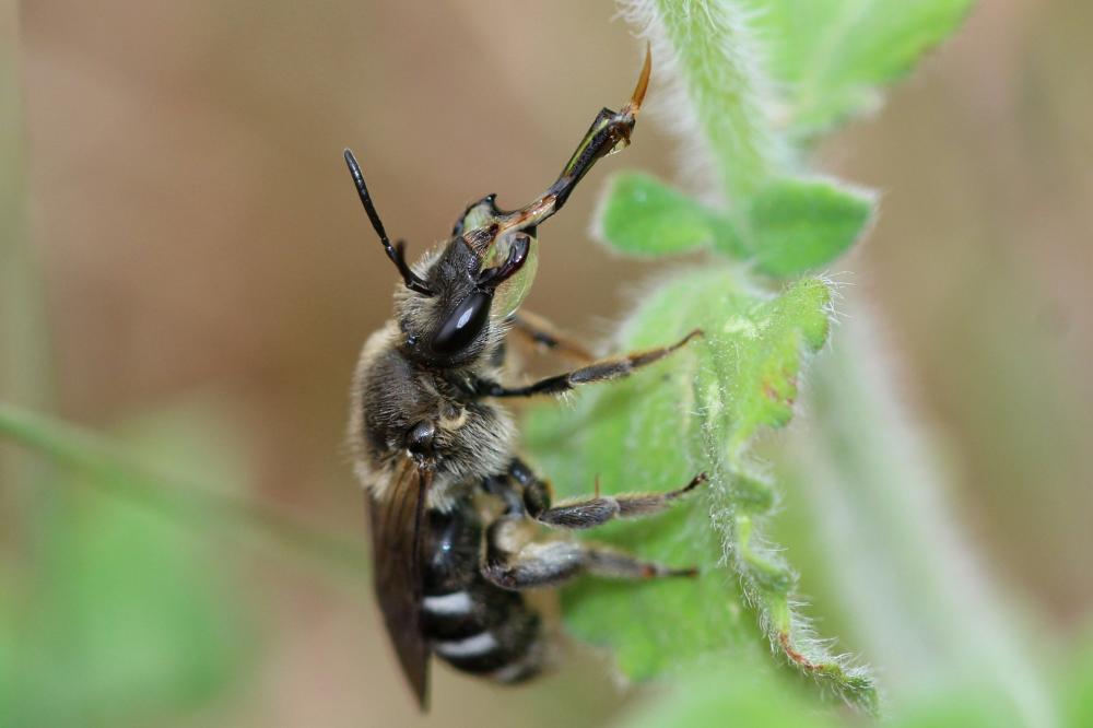  Lasioglossum Curtis, 1833
