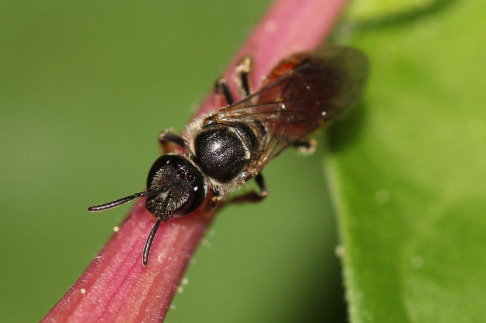  Lasioglossum elegans (Lepeletier, 1841)
