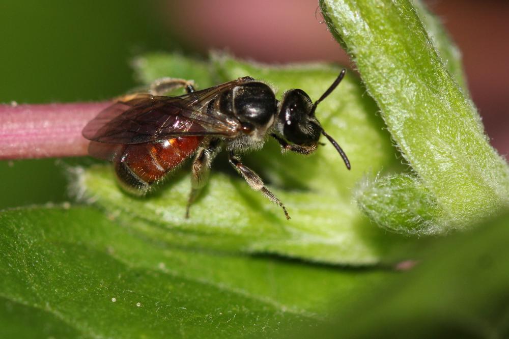  Lasioglossum elegans (Lepeletier, 1841)
