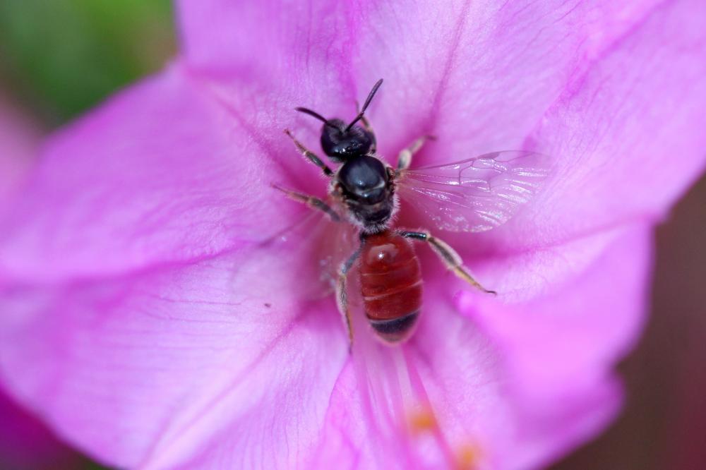  Lasioglossum elegans (Lepeletier, 1841)
