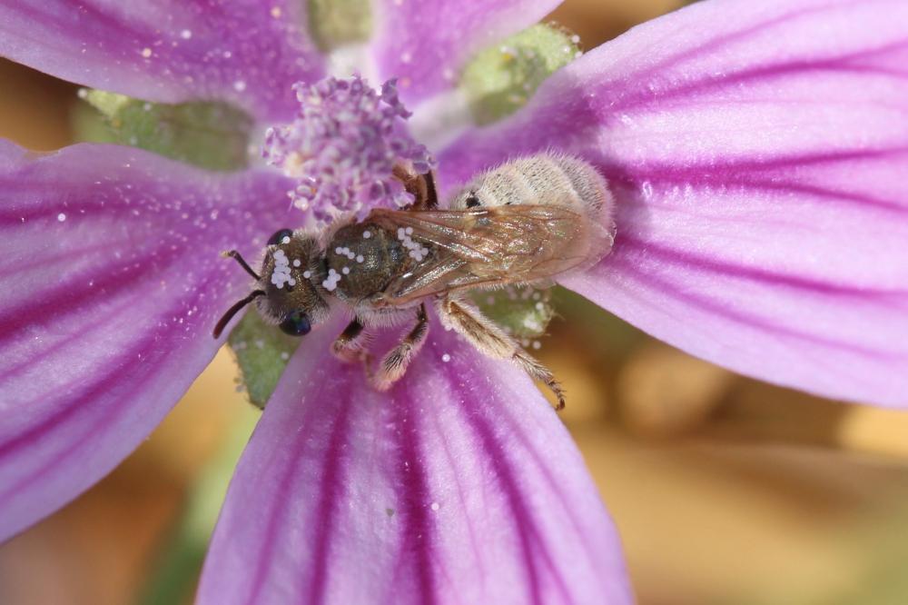  Vestitohalictus pollinosus (Sichel, 1860)