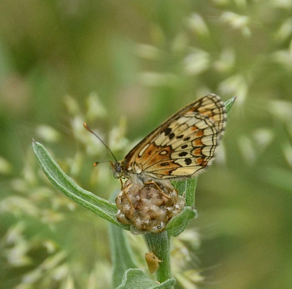 Mélitée de Fruhstorfer Melitaea celadussa Fruhstorfer, 1910