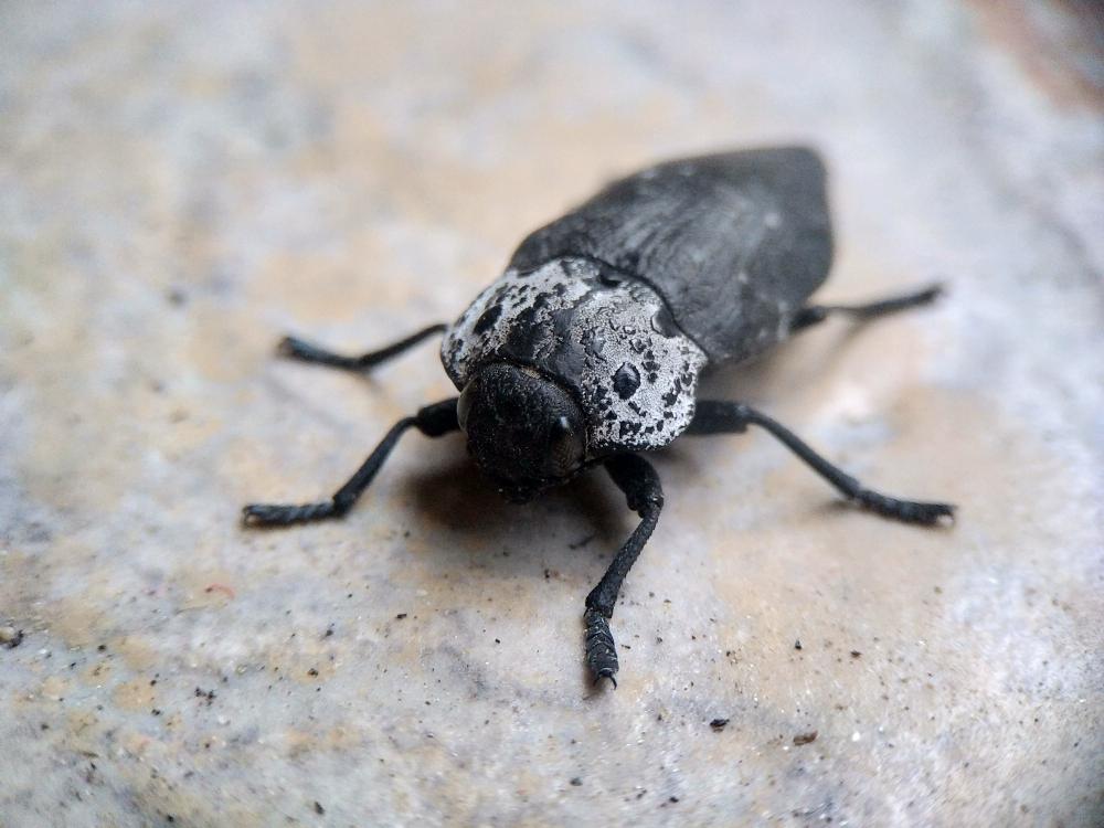 Capnode du Pêcher Capnodis tenebrionis (Linnaeus, 1760)
