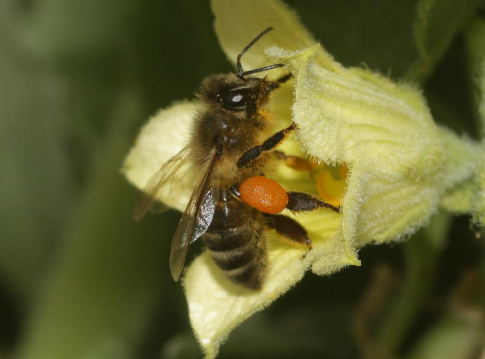 Abeille domestique, Abeille européenne, Abeille me Apis mellifera Linnaeus, 1758