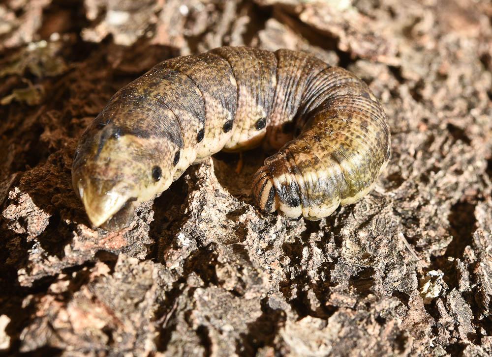 Sphinx du Liseron (Le) Agrius convolvuli (Linnaeus, 1758)
