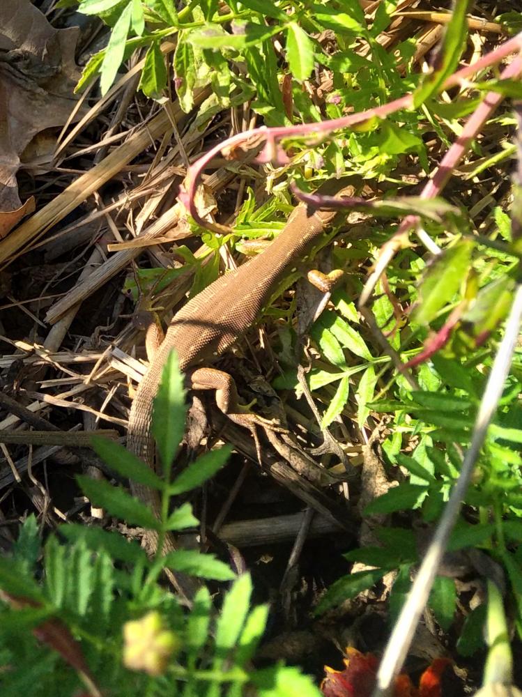Lézard vert Lacerta bilineata Daudin, 1802