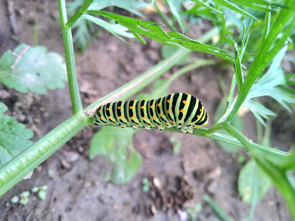 Machaon (Le), Grand Porte-Queue (Le) Papilio machaon Linnaeus, 1758