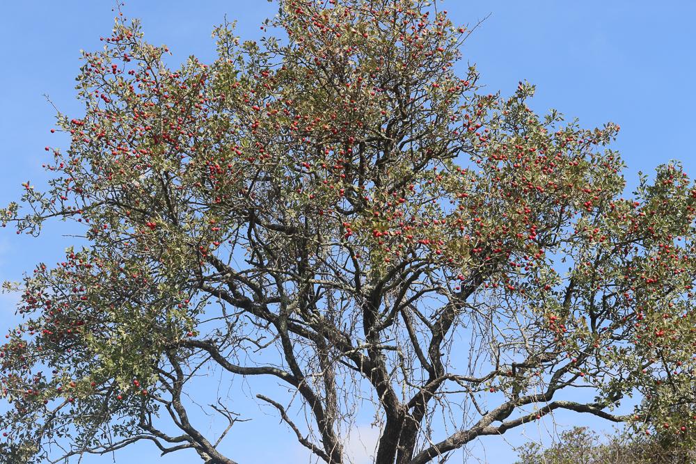 Épine d'Espagne Crataegus azarolus L., 1753