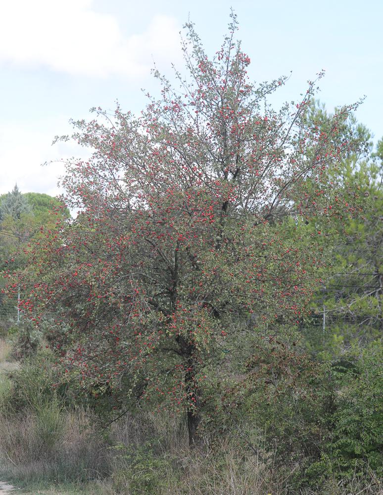 Épine d'Espagne Crataegus azarolus L., 1753