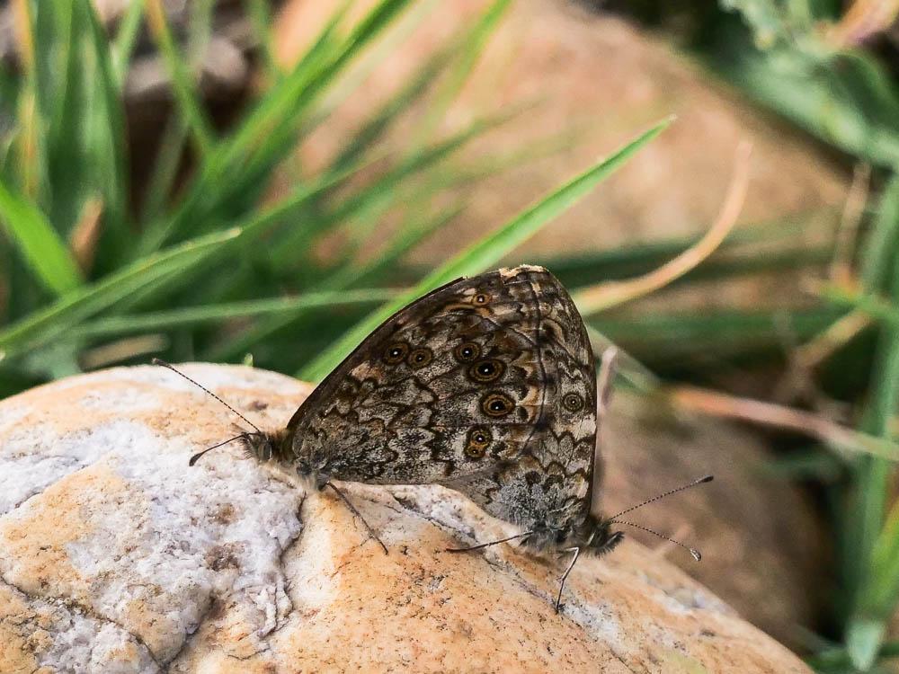 Mégère (La), Satyre (Le) Lasiommata megera (Linnaeus, 1767)