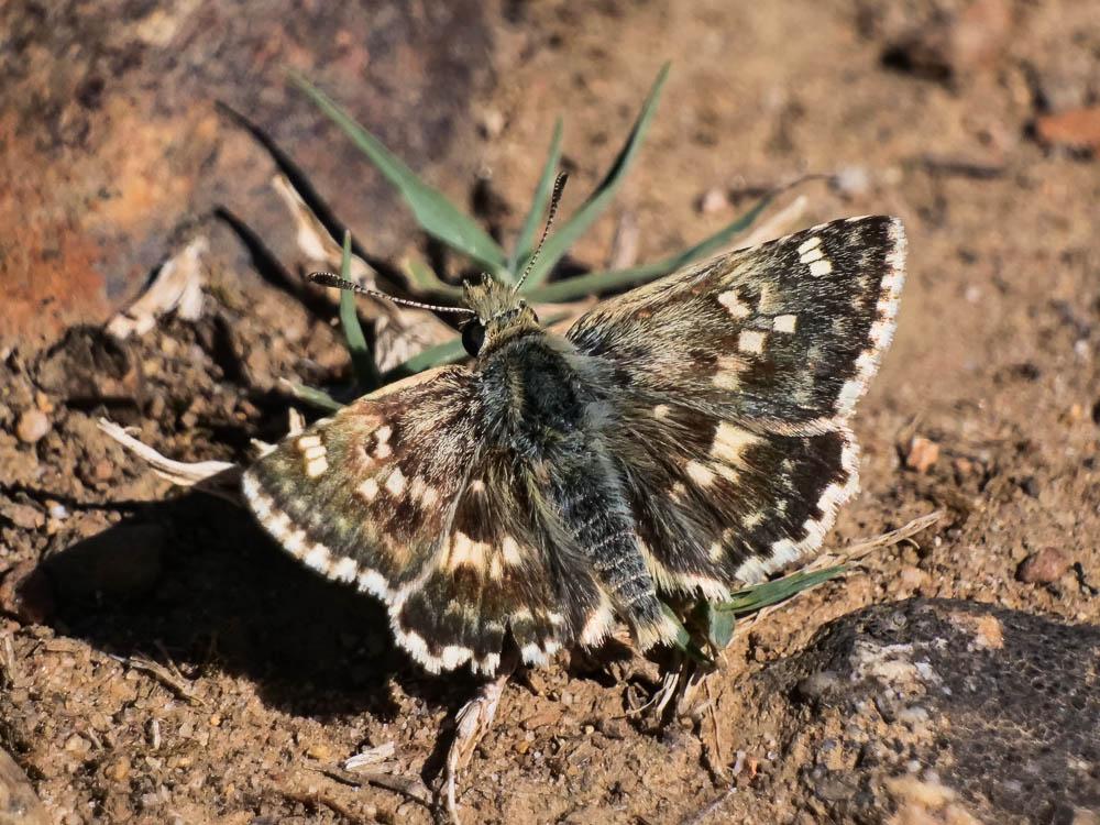 Hespérie de l'Herbe-au-vent (L') Sloperia proto (Ochsenheimer, 1808)