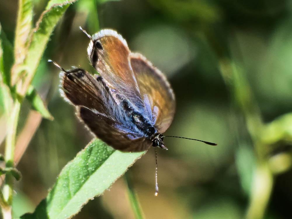 Azuré de la Luzerne (L'), Azuré de Lang (L'), Argu Leptotes pirithous (Linnaeus, 1767)