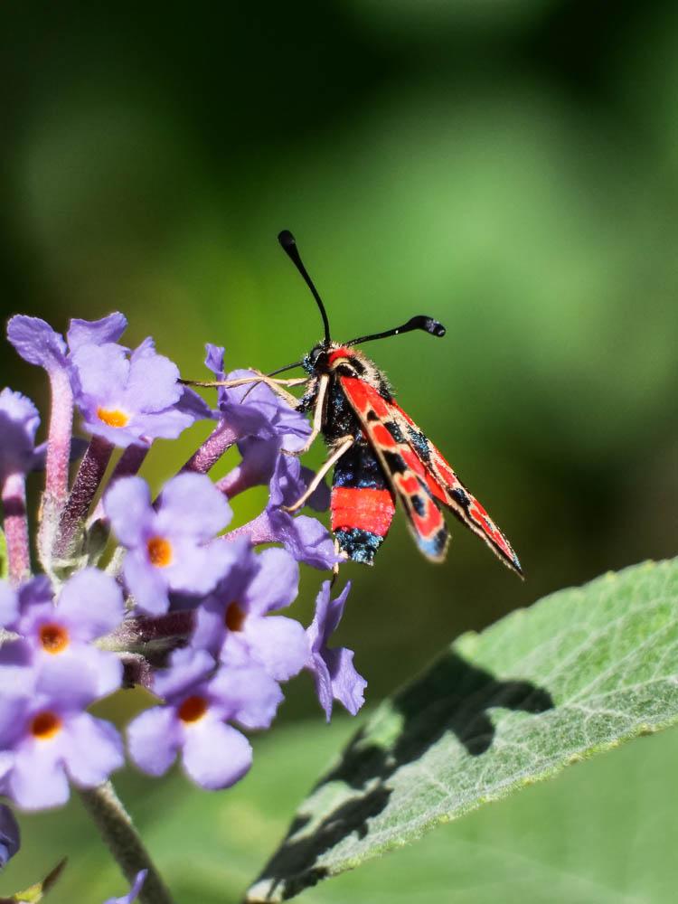 Zygène de la Petite coronille (La) Zygaena fausta (Linnaeus, 1767)