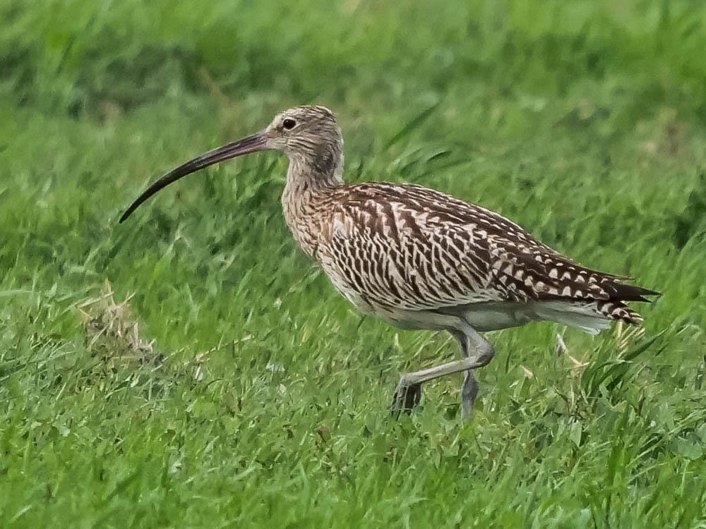 Courlis cendré Numenius arquata (Linnaeus, 1758)