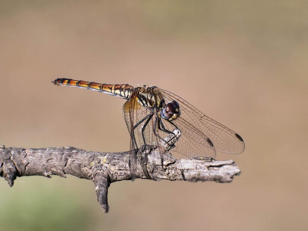 Trithémis annelé (Le) Trithemis annulata (Palisot de Beauvois, 1807)