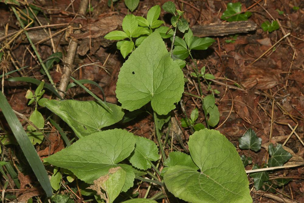 Monnaie-du-Pape, Lunaire annuelle Lunaria annua L., 1753