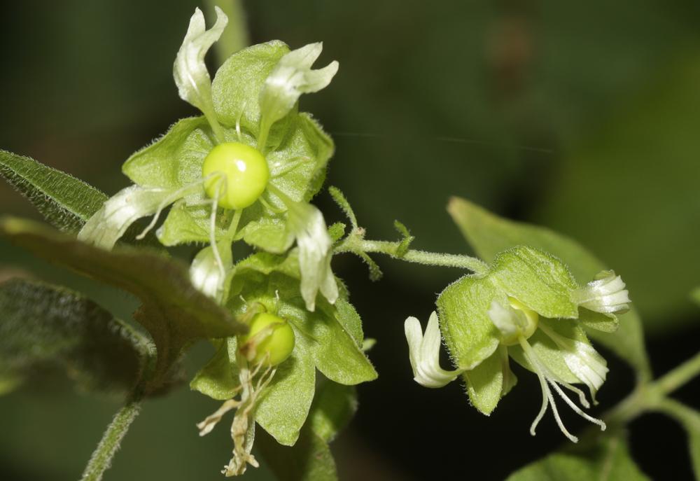 Cucubale couchée Silene baccifera (L.) Roth, 1788