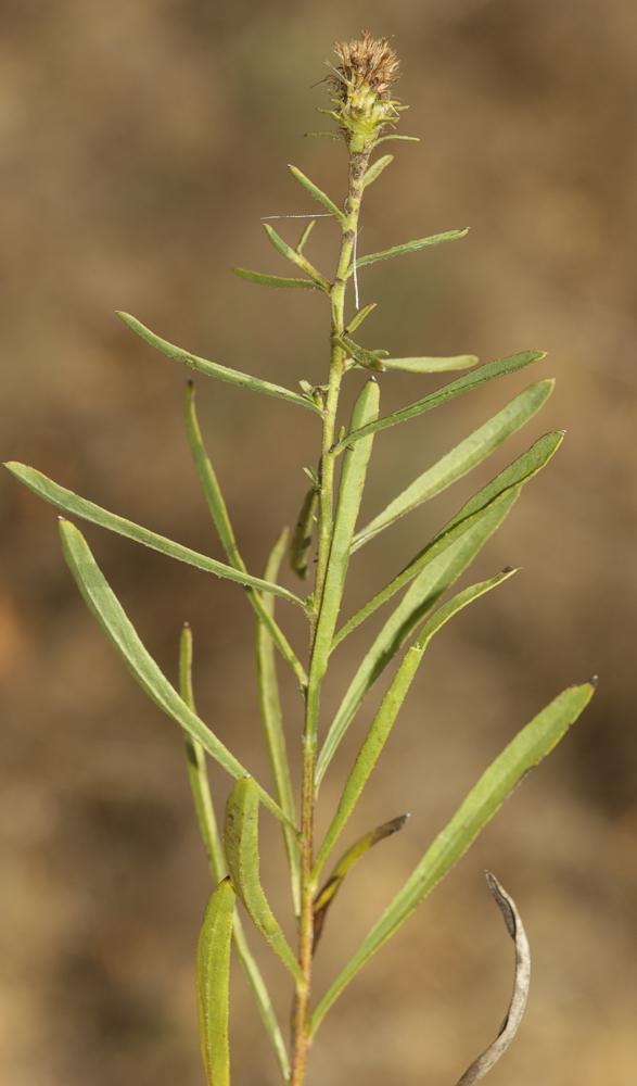 Jasonie Jasonia tuberosa (L.) DC., 1836