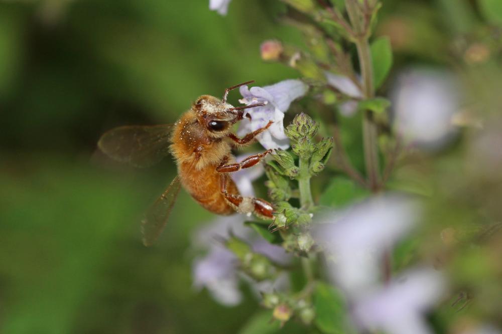 Abeille domestique, Abeille européenne, Abeille me Apis mellifera Linnaeus, 1758