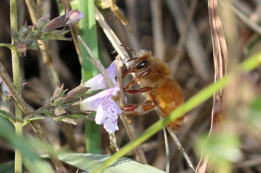 Abeille domestique, Abeille européenne, Abeille me Apis mellifera Linnaeus, 1758