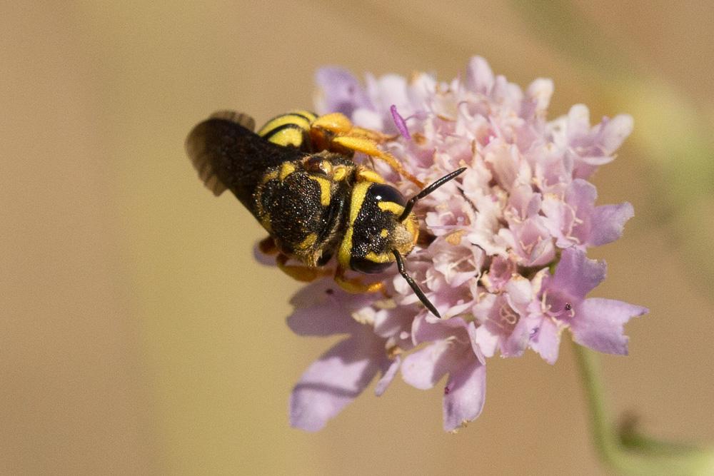 Stelis annulata (Lepeletier, 1841)