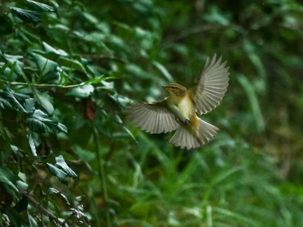 Pouillot véloce Phylloscopus collybita (Vieillot, 1887)