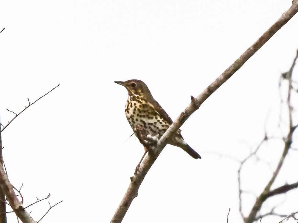 Grive musicienne Turdus philomelos C. L. Brehm, 1831