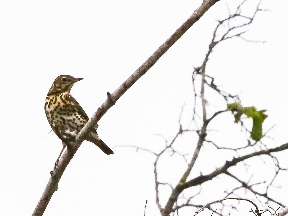 Grive musicienne Turdus philomelos C. L. Brehm, 1831