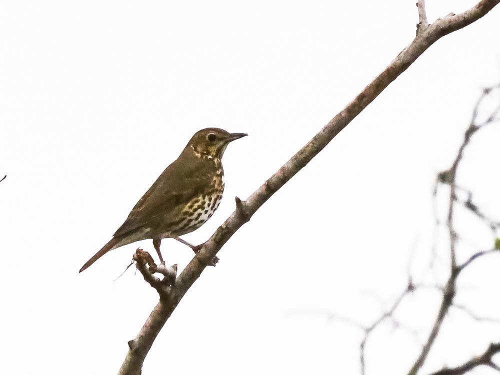 Grive musicienne Turdus philomelos C. L. Brehm, 1831