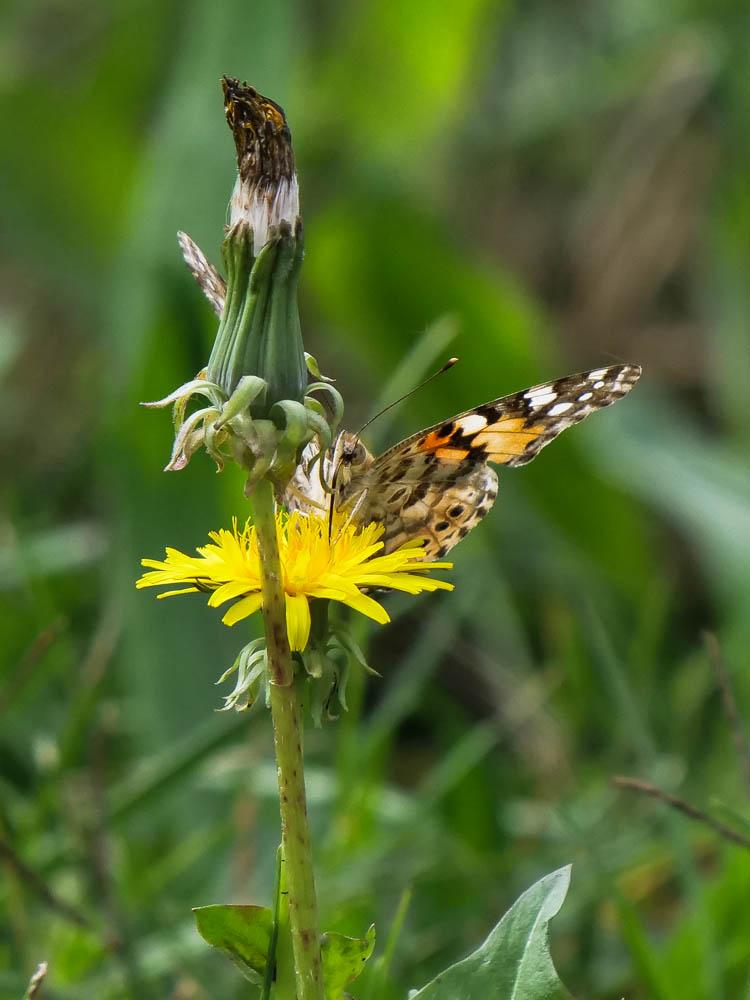 Vanesse des Chardons (La), Belle-Dame (La), Vaness Vanessa cardui (Linnaeus, 1758)