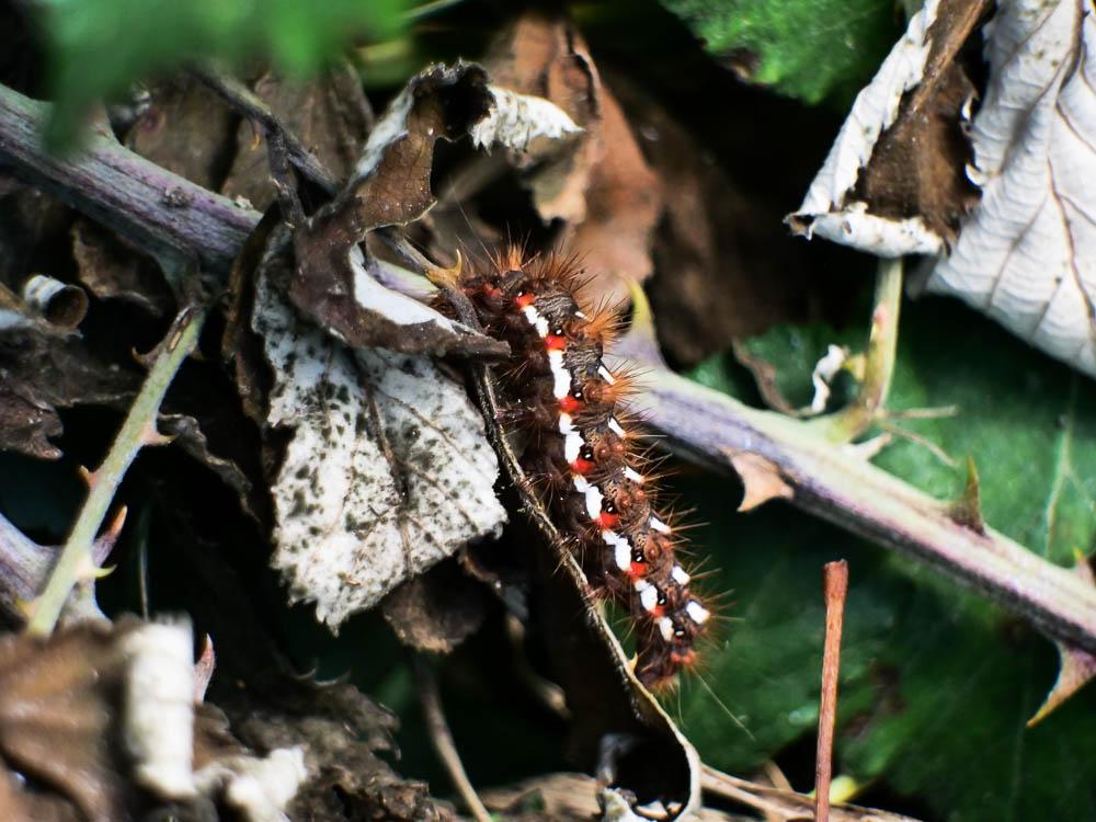 Noctuelle de la Patience (La) Acronicta rumicis (Linnaeus, 1758)
