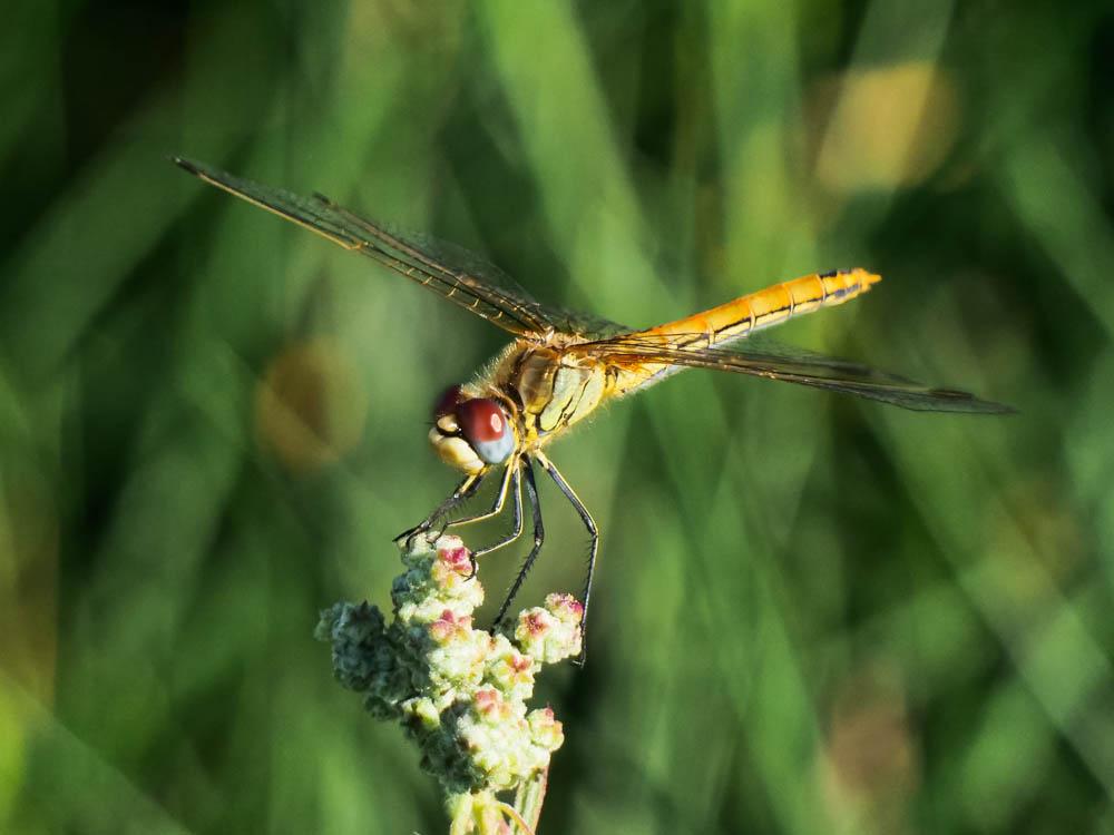 Sympétrum de Fonscolombe (Le) Sympetrum fonscolombii (Selys, 1840)