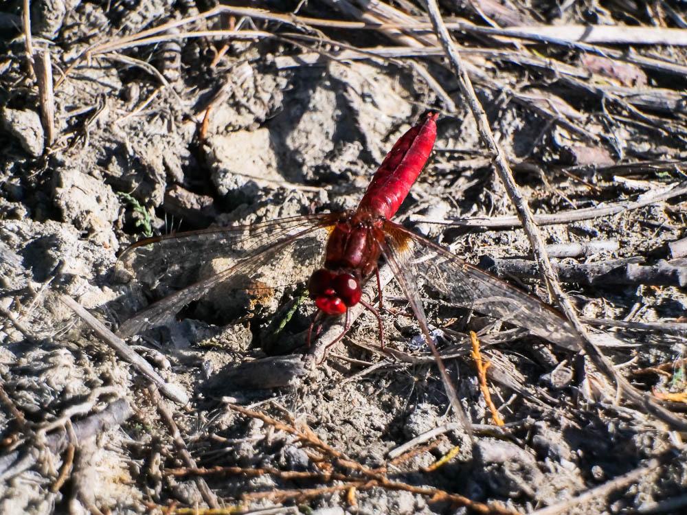 Crocothémis écarlate (Le) Crocothemis erythraea (Brullé, 1832)