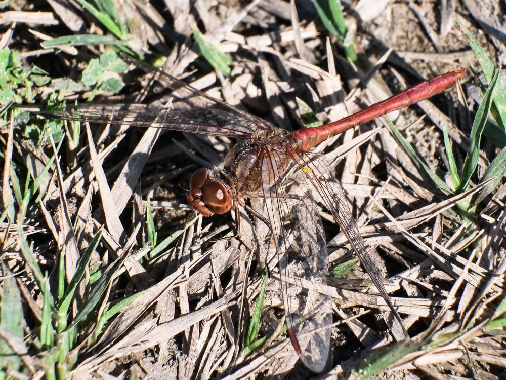 Sympétrum méridional (Le) Sympetrum meridionale (Selys, 1841)