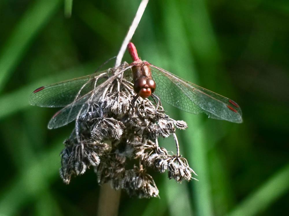 Sympétrum méridional (Le) Sympetrum meridionale (Selys, 1841)