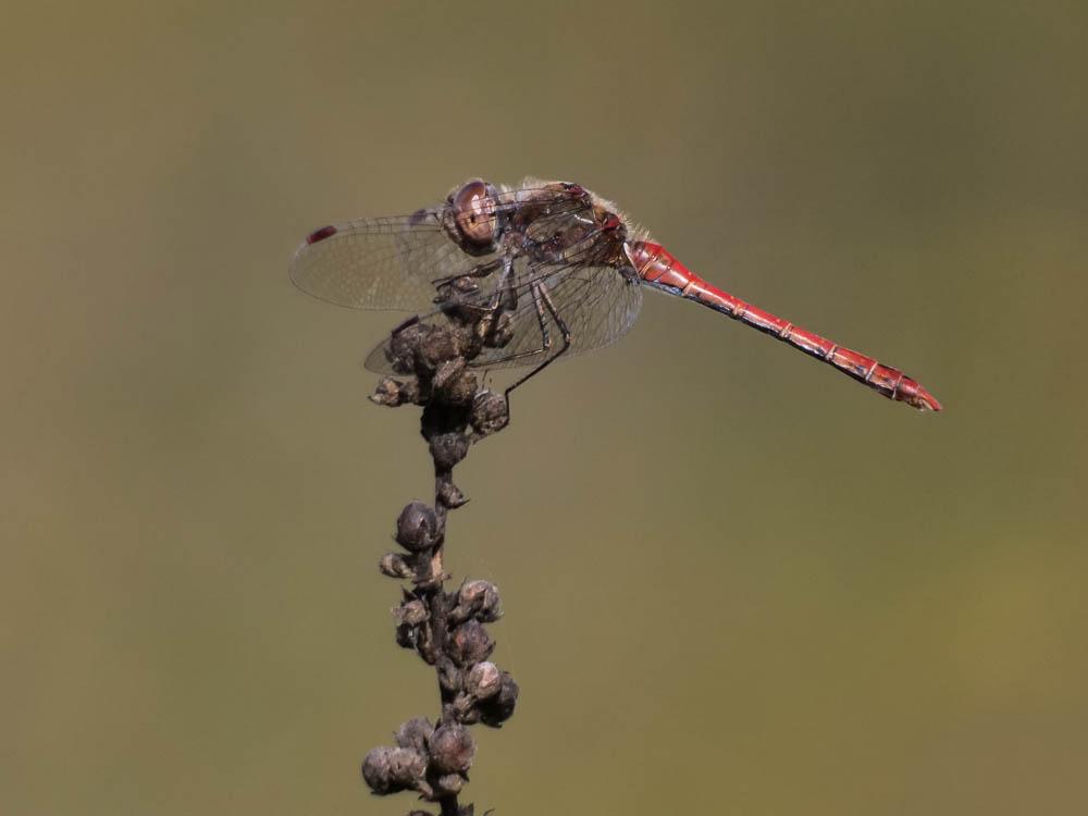 Sympétrum fascié (Le) Sympetrum striolatum (Charpentier, 1840)