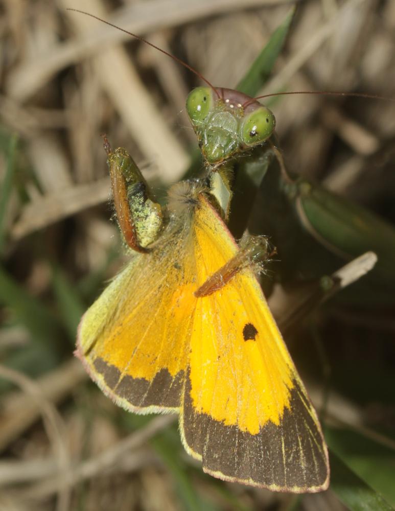 Mante religieuse Mantis religiosa (Linnaeus, 1758)
