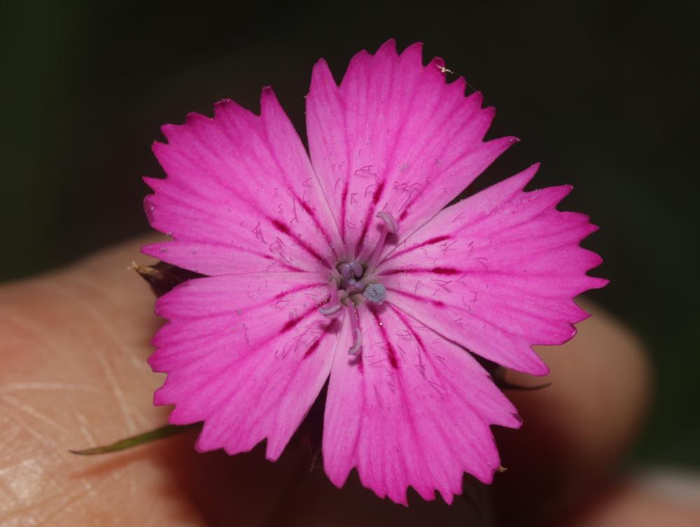 Oeillet des Chartreux Dianthus carthusianorum subsp. carthusianorum L., 1753