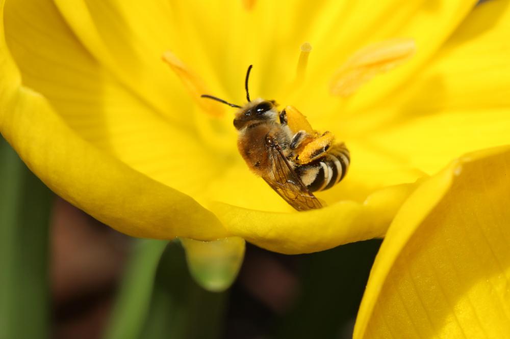  Colletes Latreille, 1802
