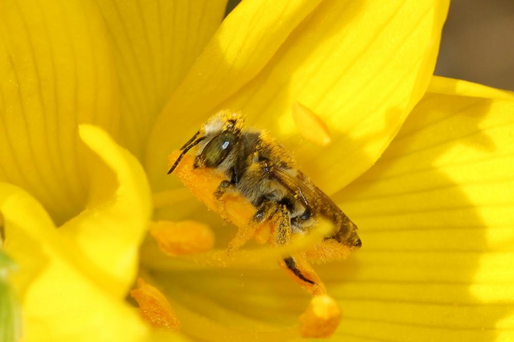  Megachile Latreille, 1802