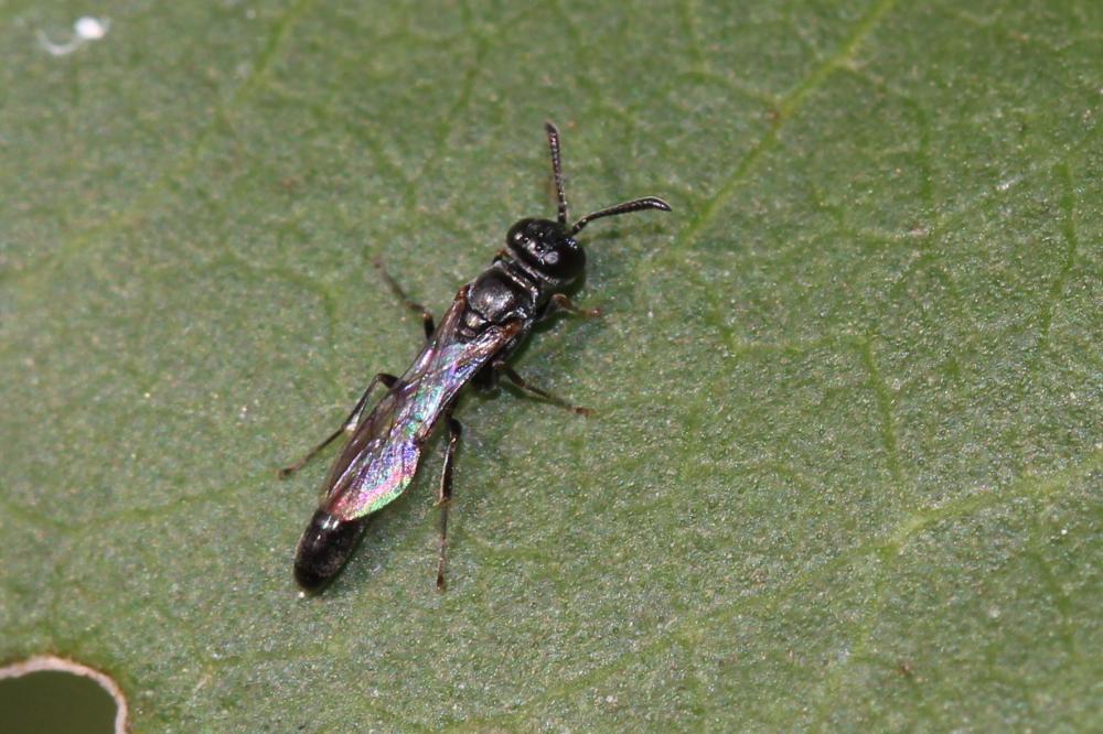  Trypoxylon Latreille, 1796