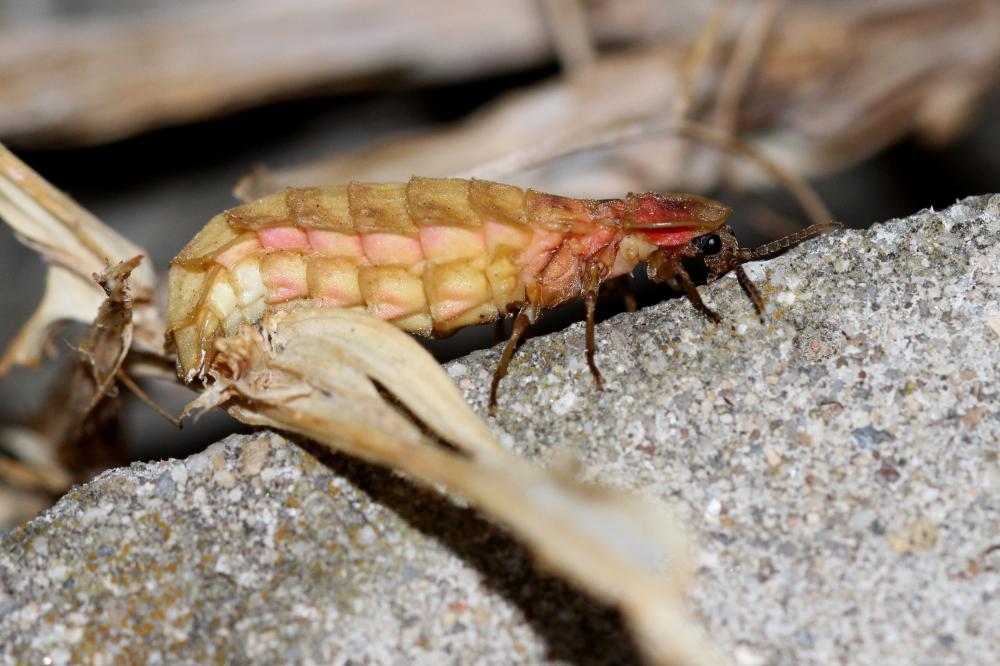 Lampyre méridional Nyctophila reichii (Jacquelin du Val, 1859)