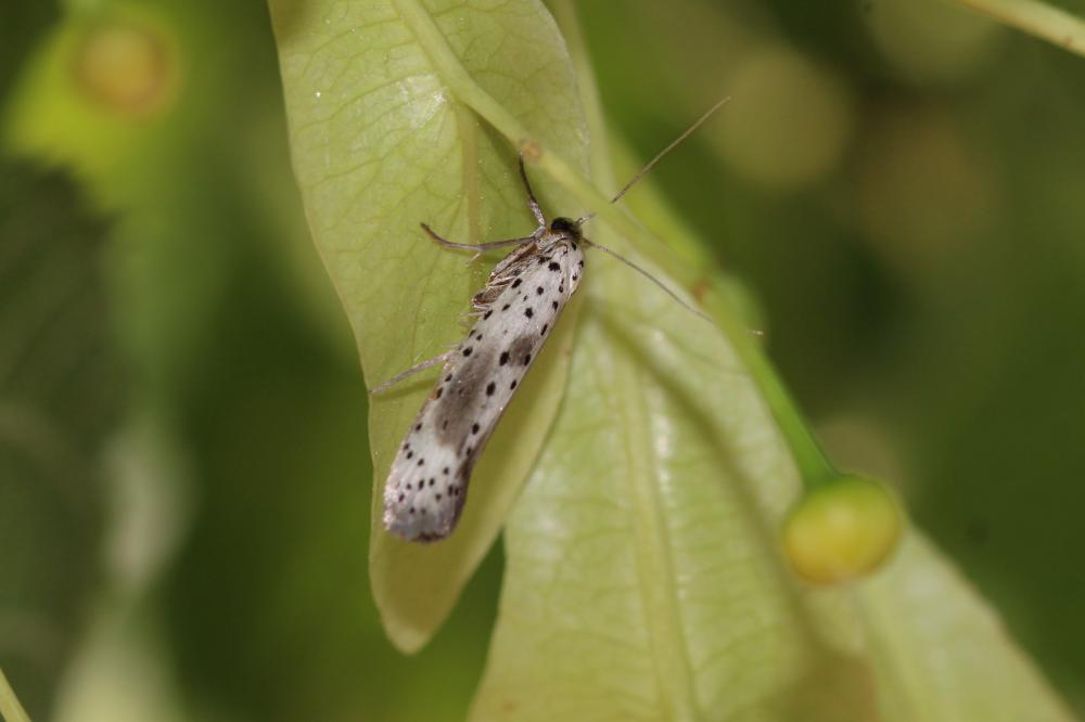 Yponomeuta irrorella (Hübner, 1796)