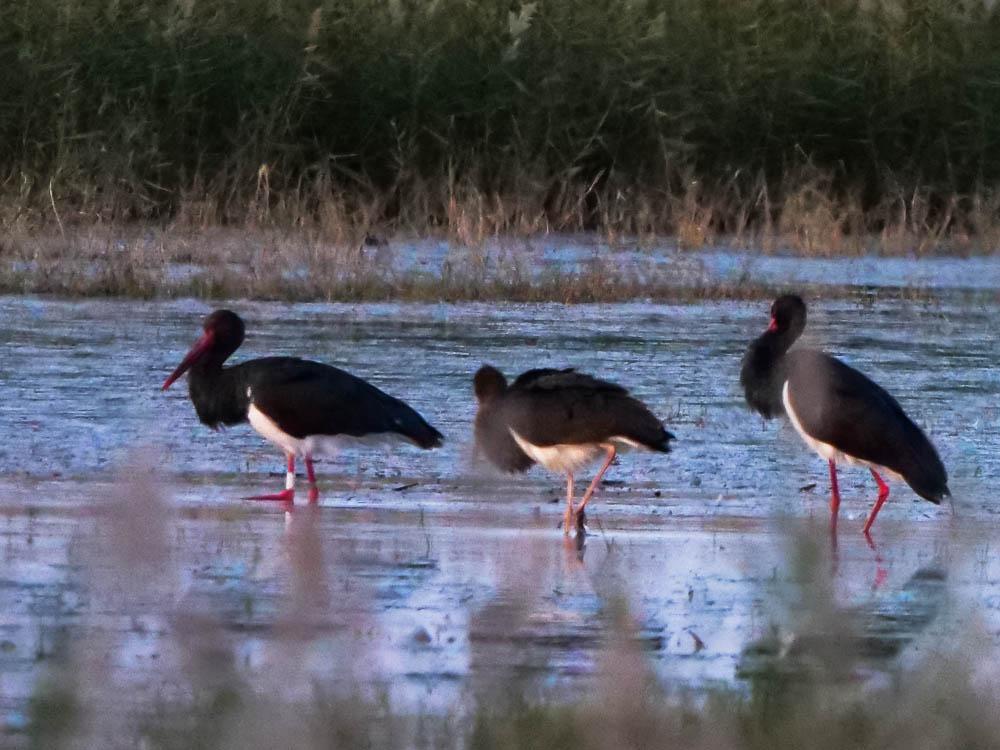 Cigogne noire Ciconia nigra (Linnaeus, 1758)
